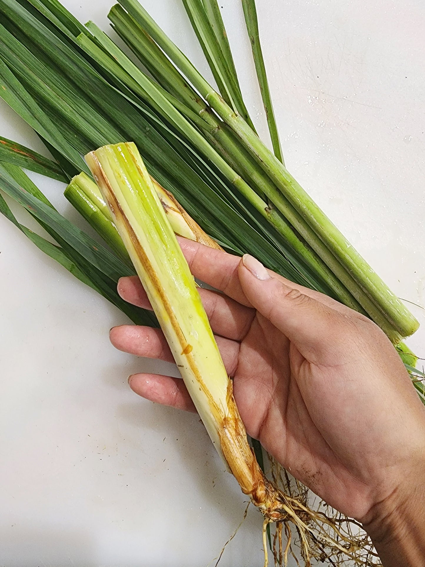 Lemongrass LIVE Perennial Herb Plant