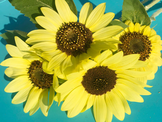 Lemon Queen Sunflower