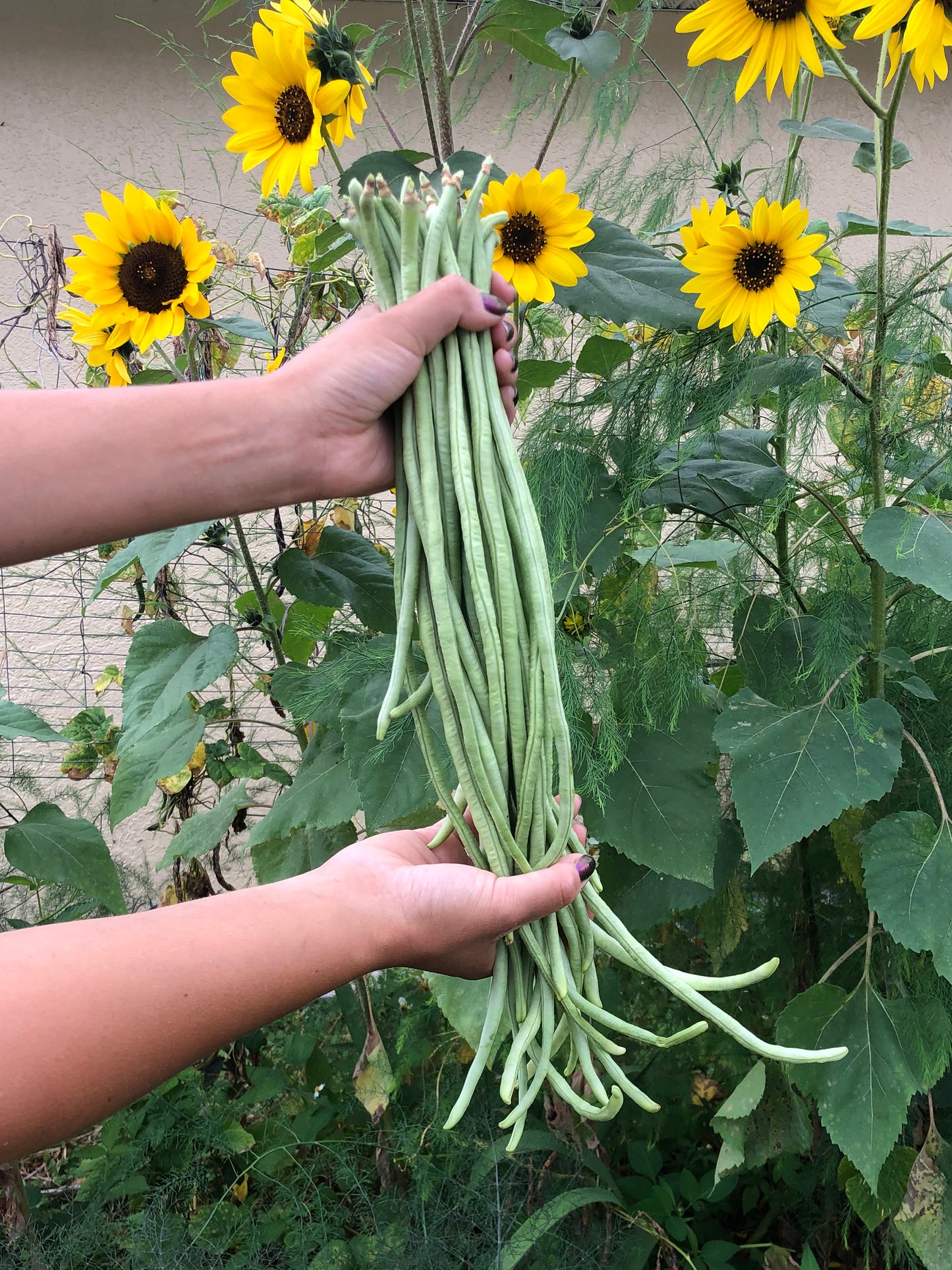 Light Green Yard long Beans