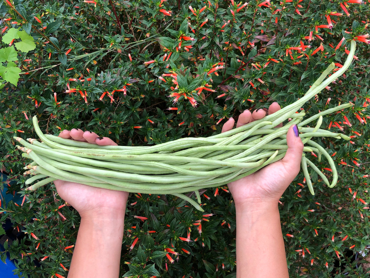 Light Green Yard long Beans