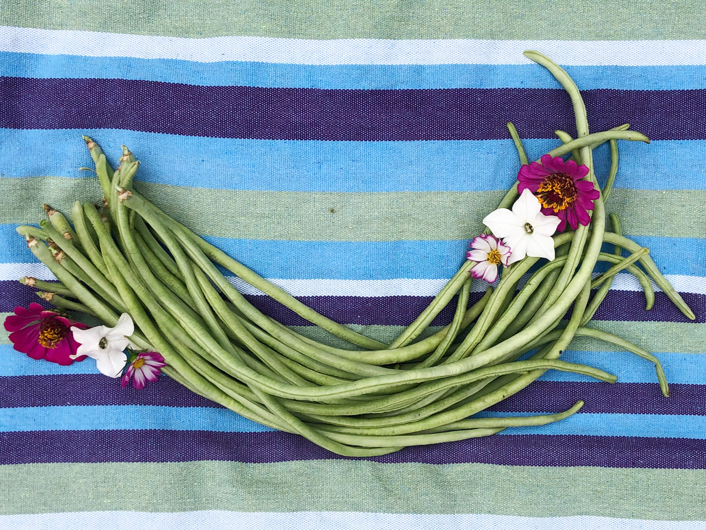 Light Green Yard long Beans