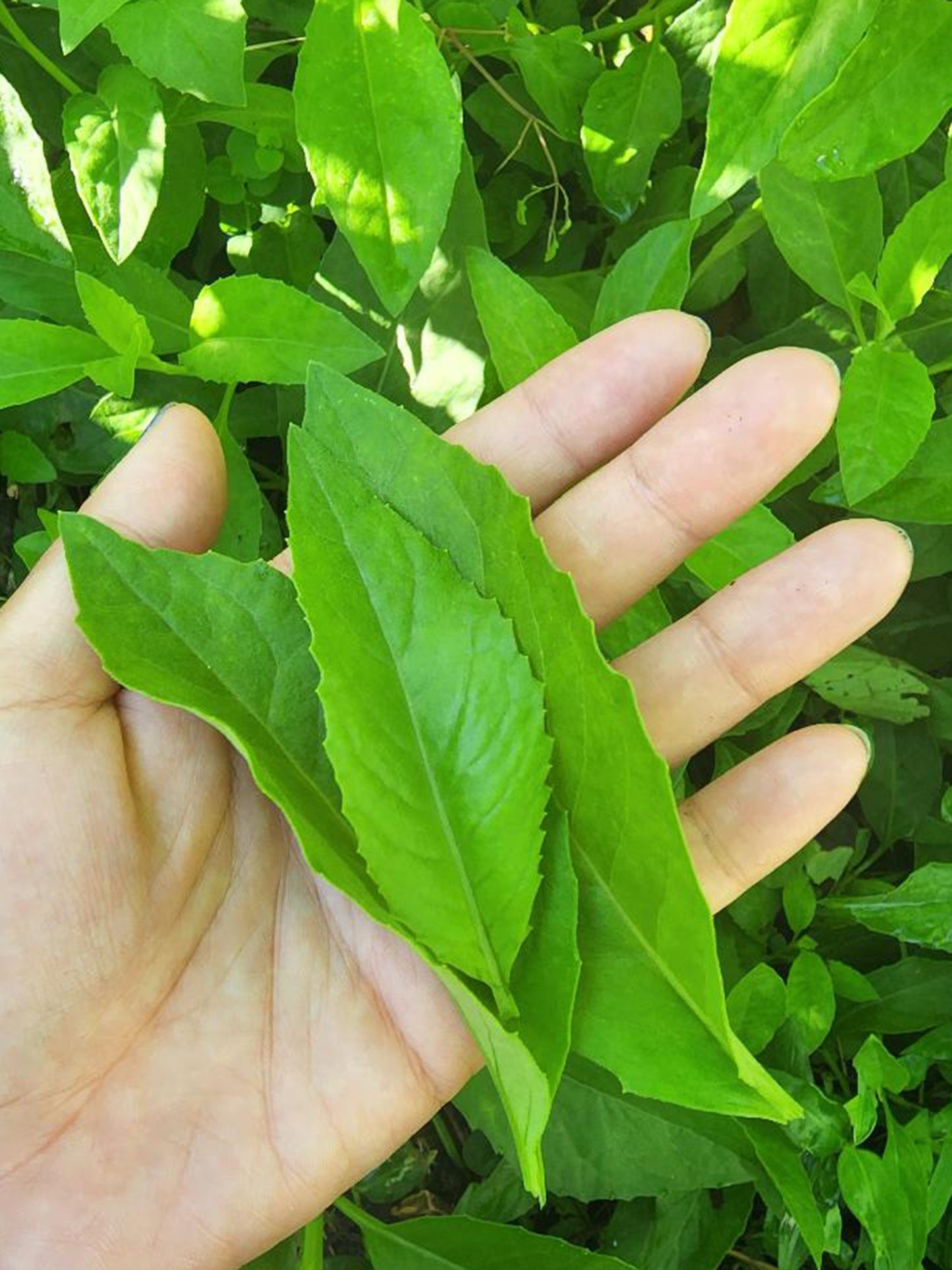 Longevity Spinach LIVE plant