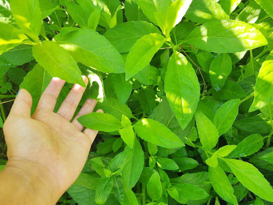 Longevity Spinach LIVE plant