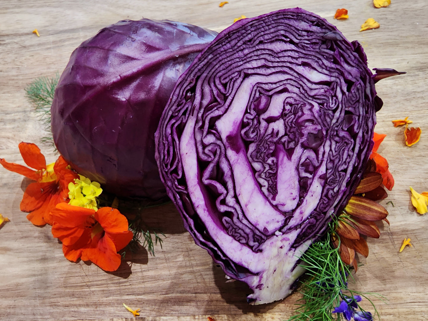 Mammoth Red Rock Red Cabbage