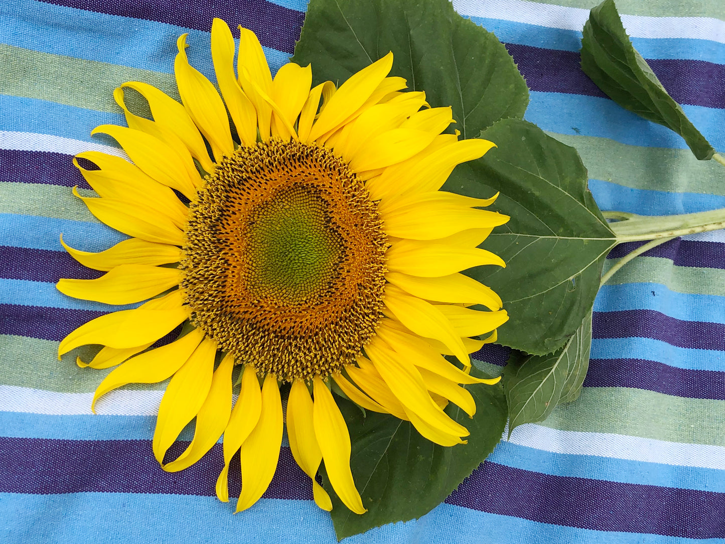 Mammoth Sunflower