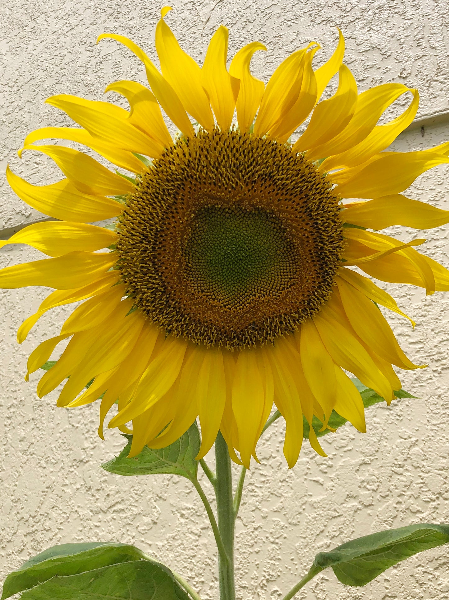 Mammoth Sunflower