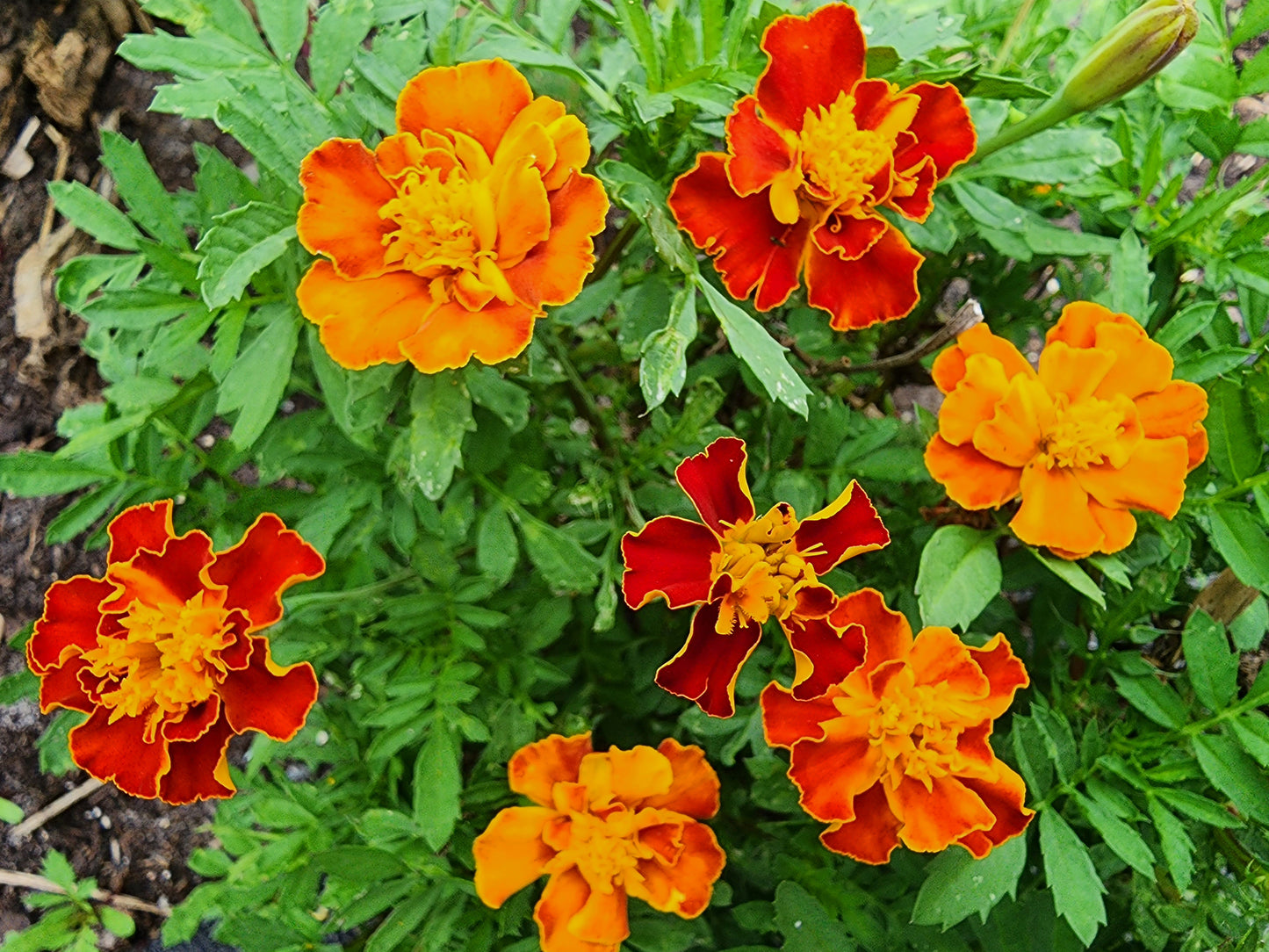 Petite Dwarf French Marigold