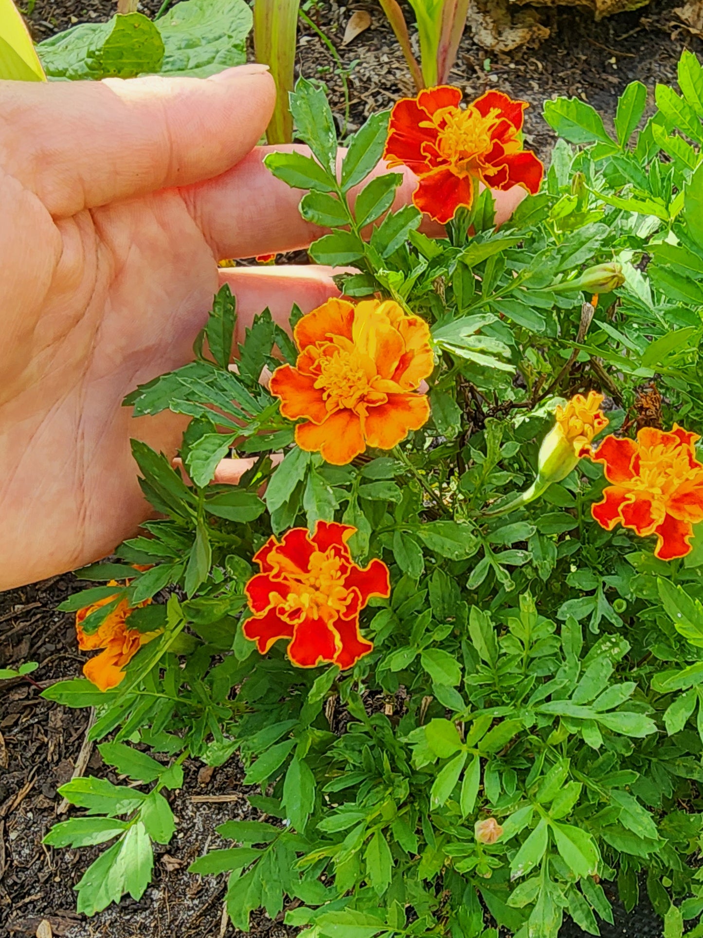 Petite Dwarf French Marigold