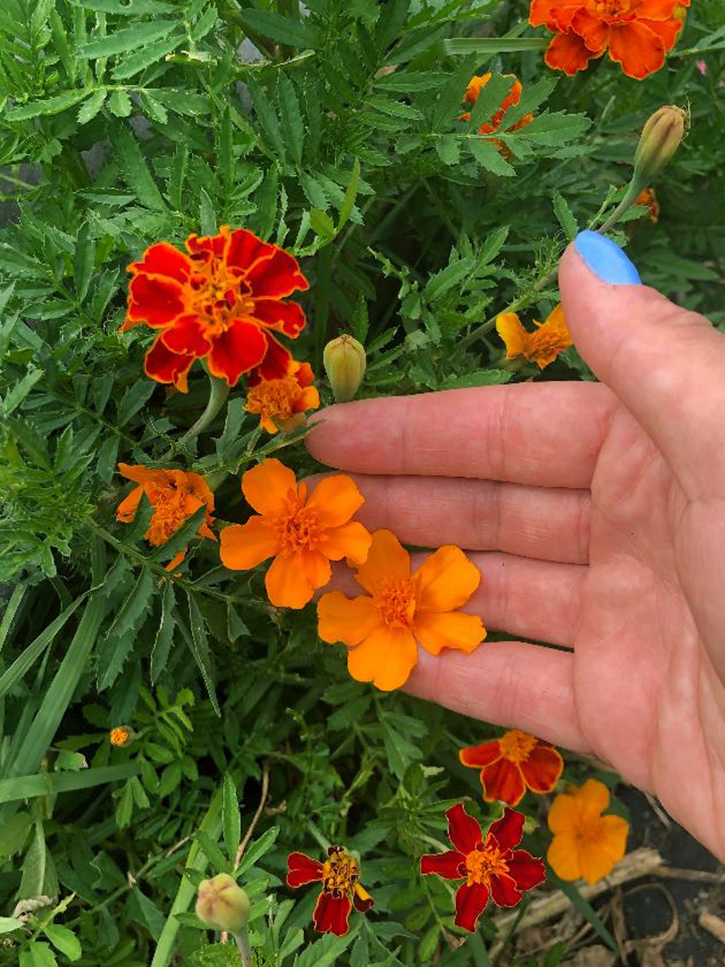 Sparky French Marigold