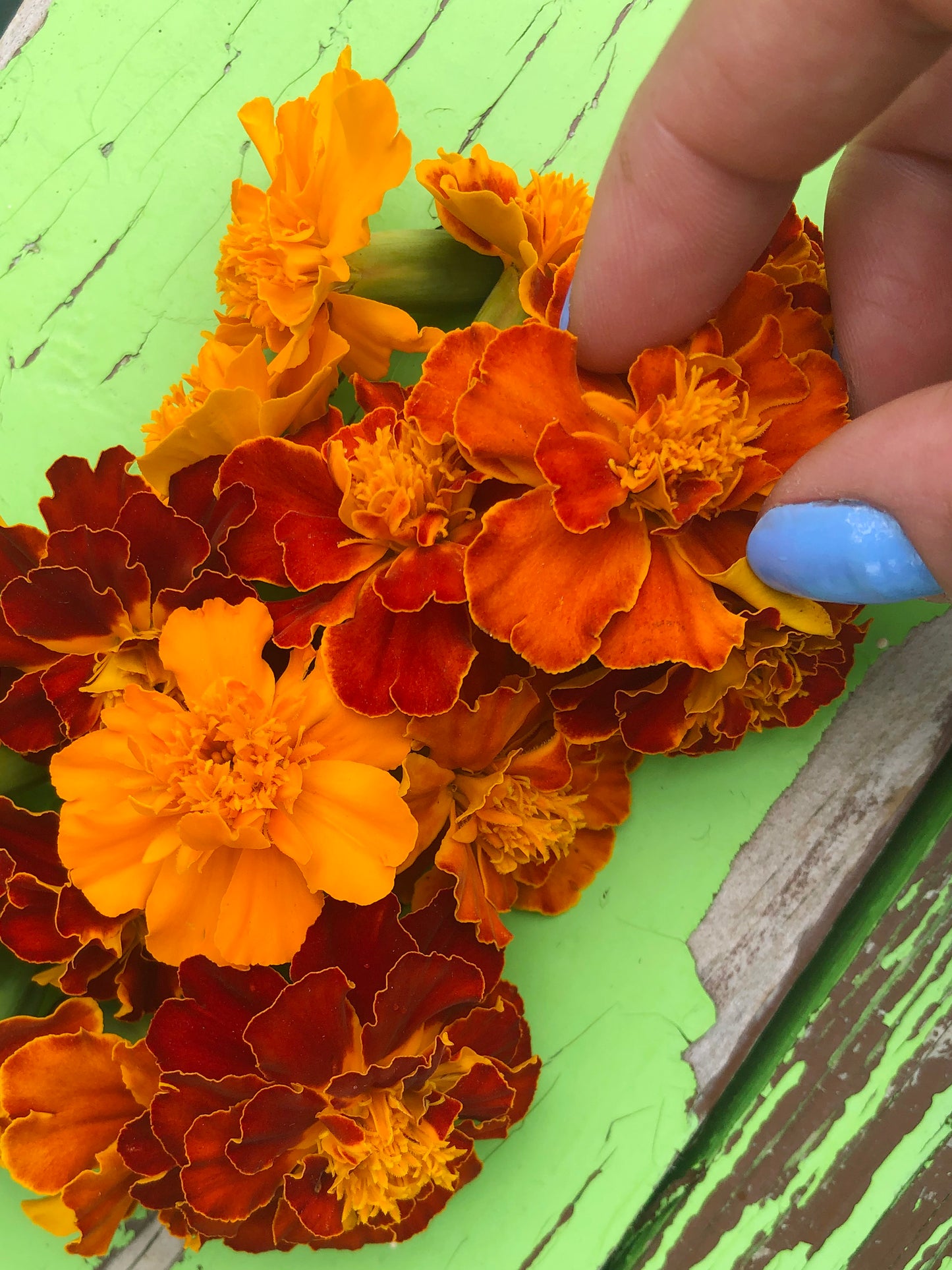 Sparky French Marigold