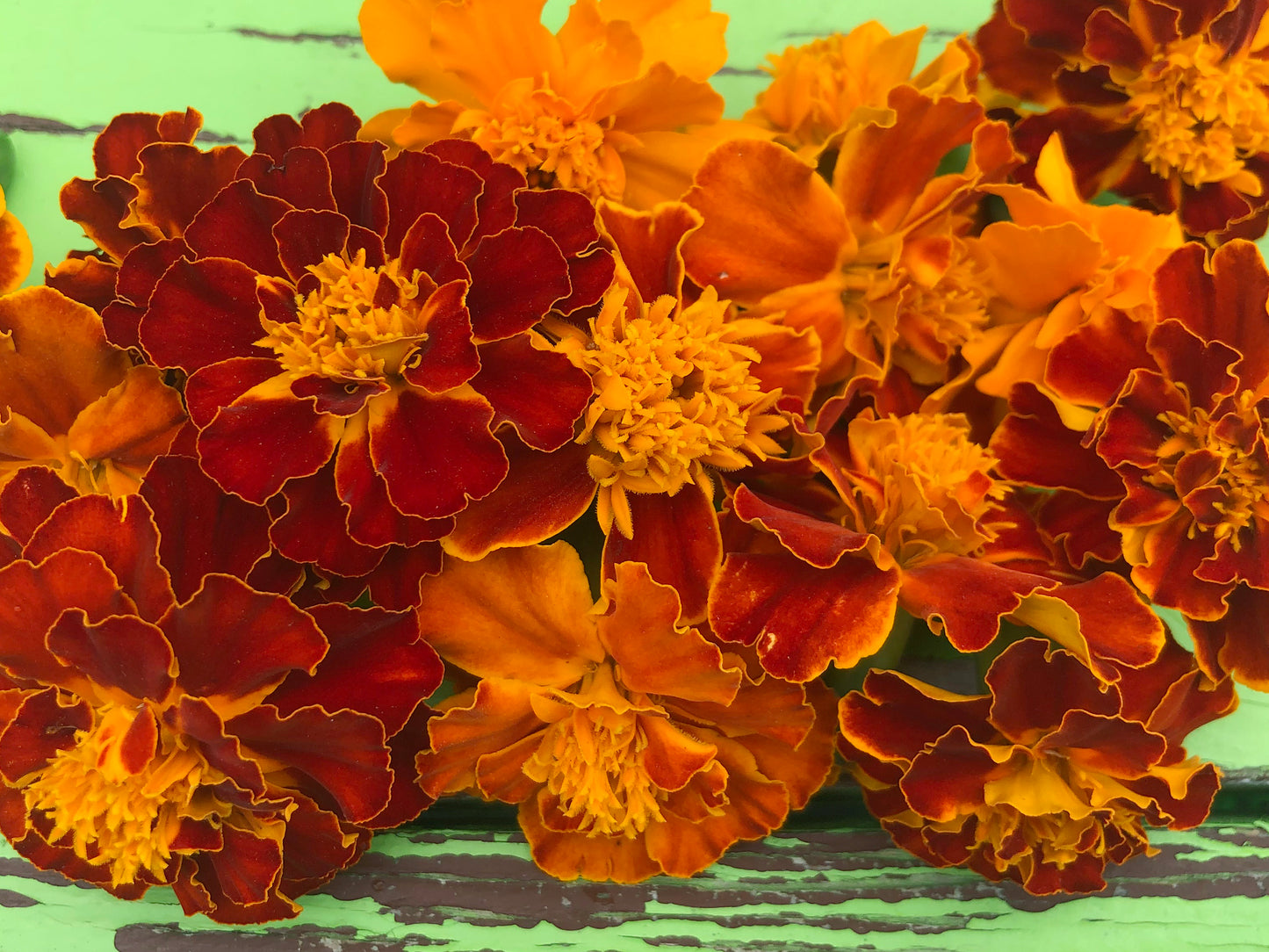 Sparky French Marigold