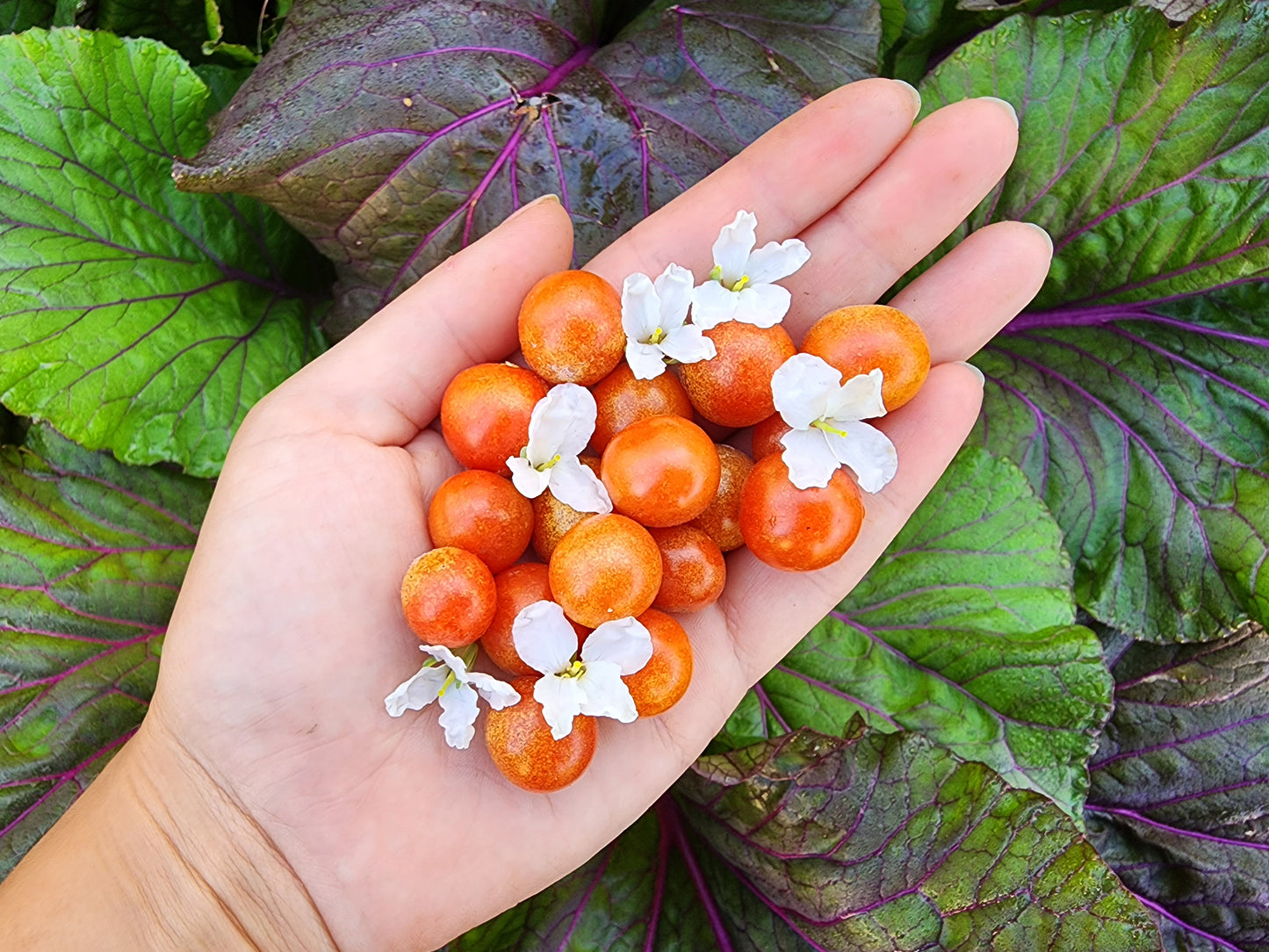 Mexico Midget Cherry Tomato