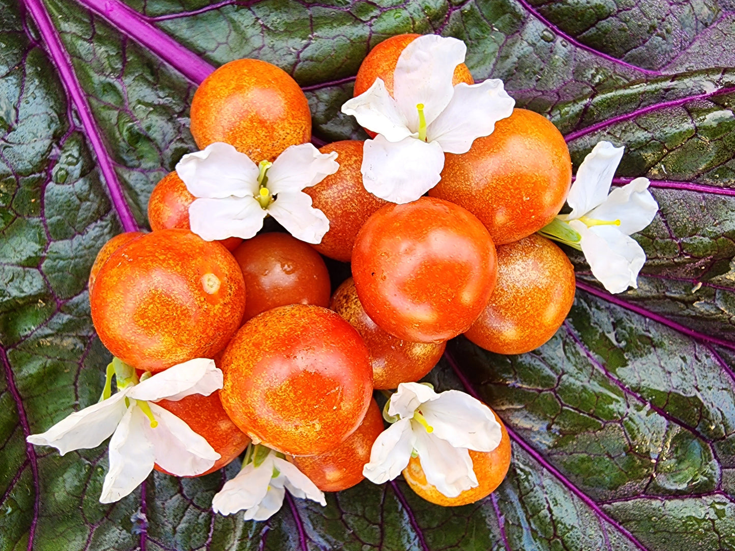 Mexico Midget Cherry Tomato