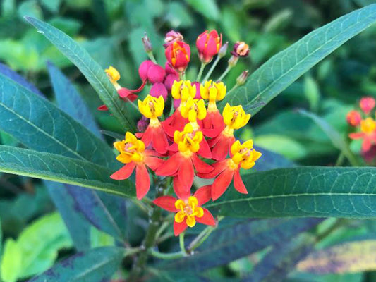 Asclepias Tropical Milkweed Seeds