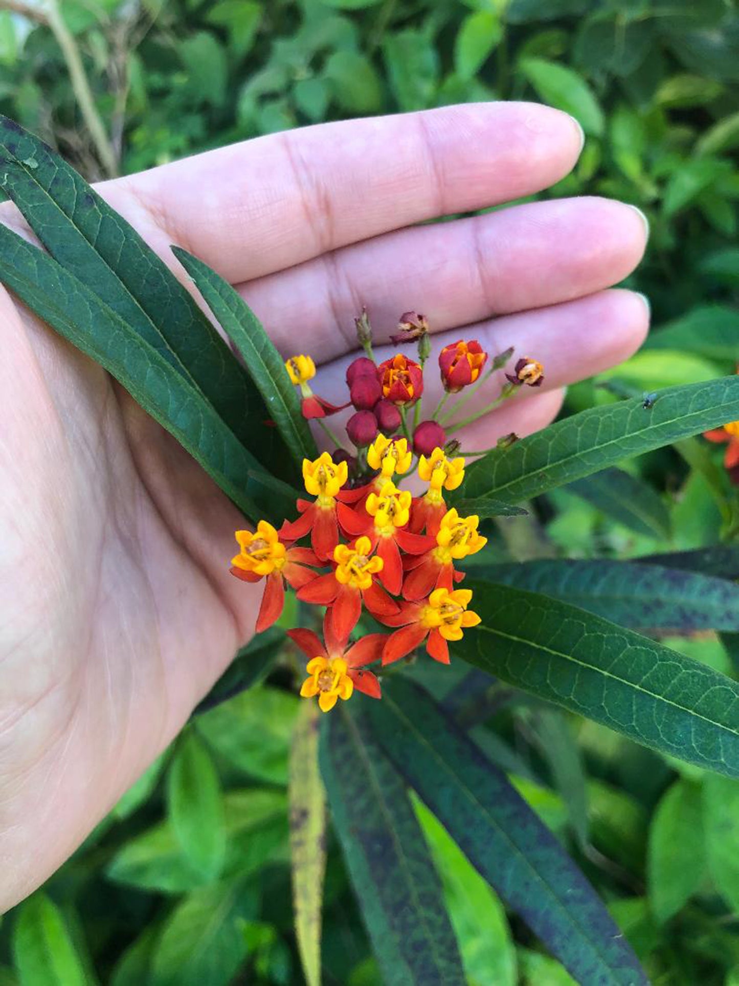 Asclepias Tropical Milkweed Seeds