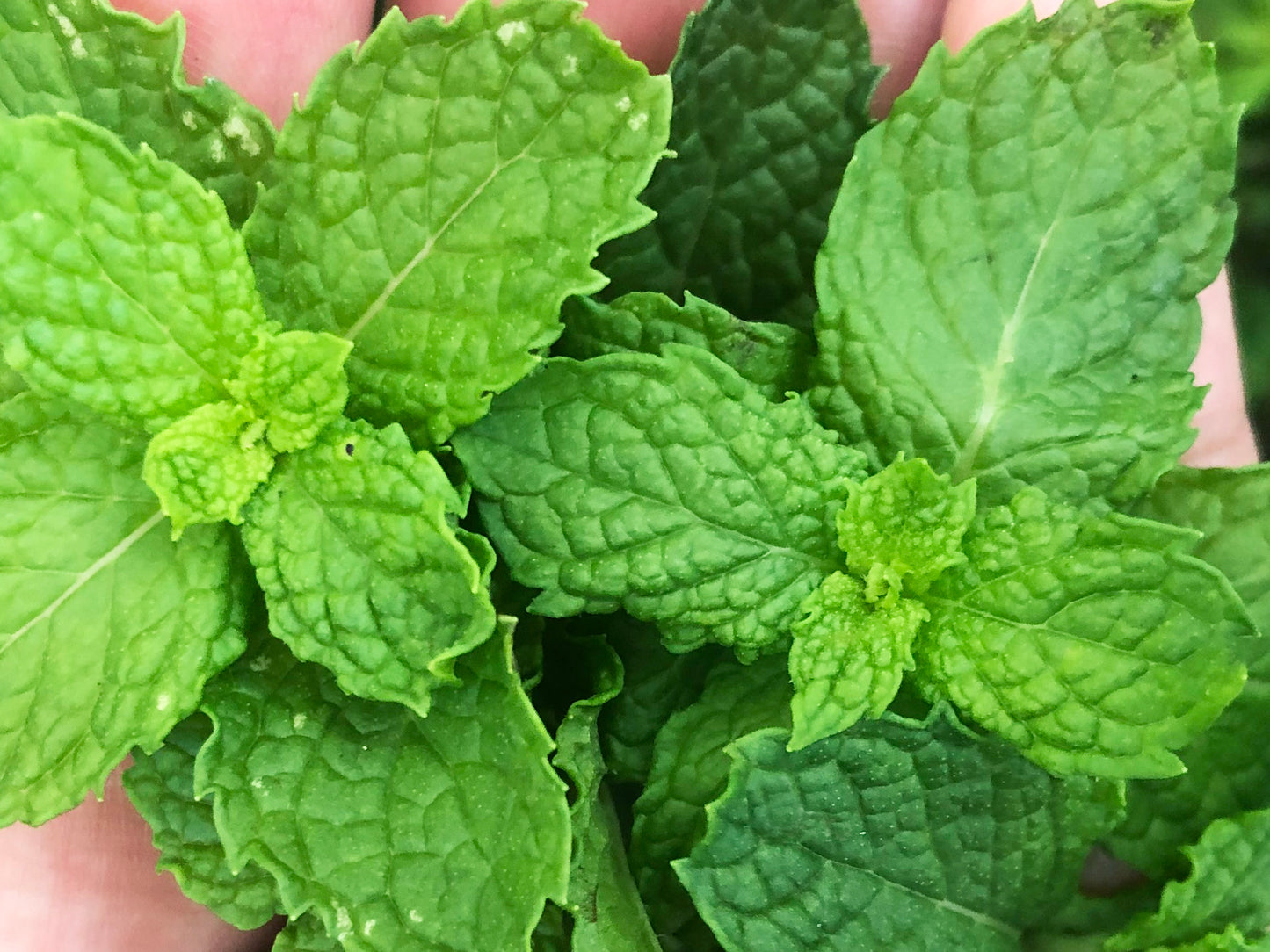 Common Mint - Spearmint