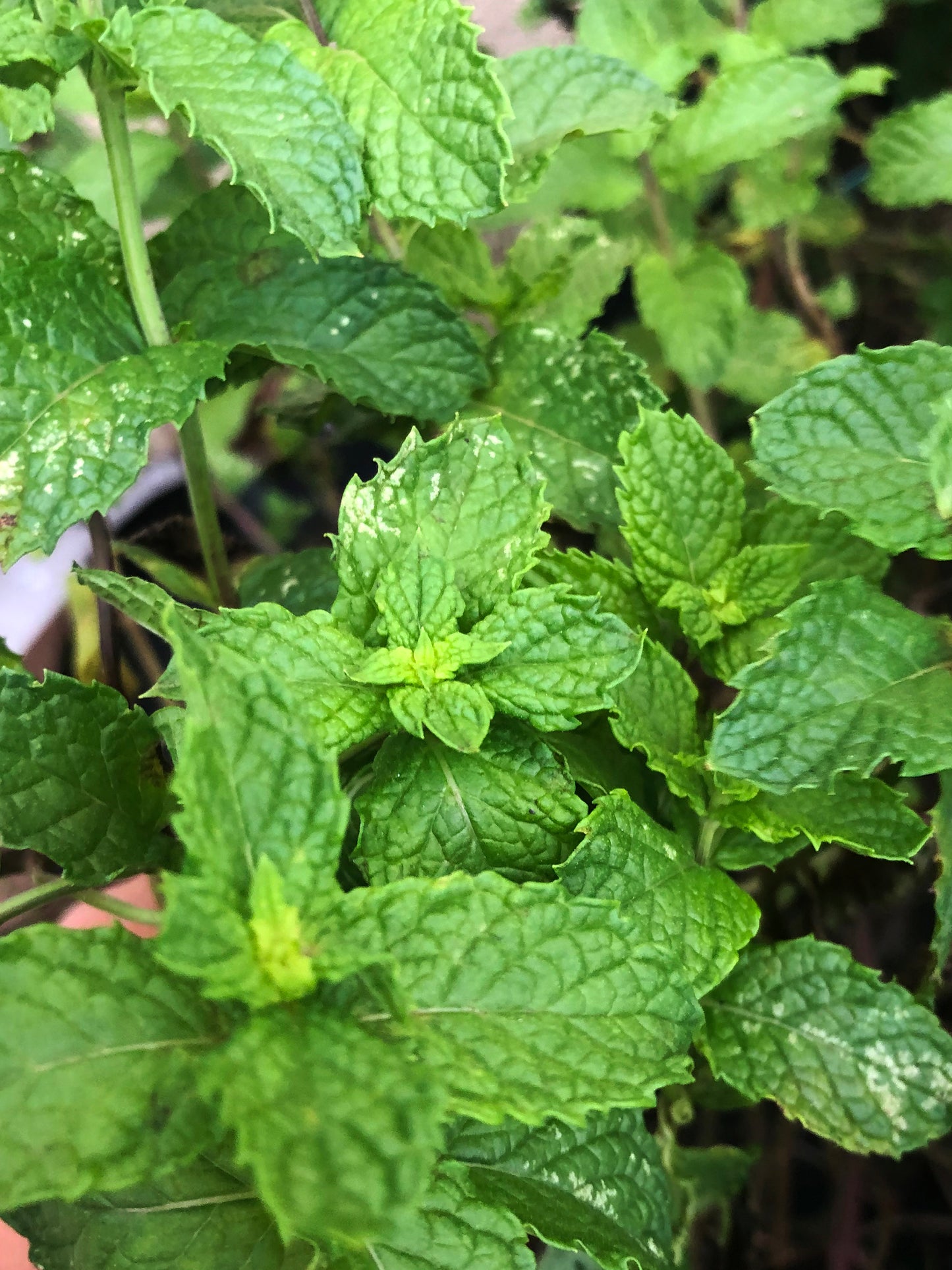 Common Mint - Spearmint