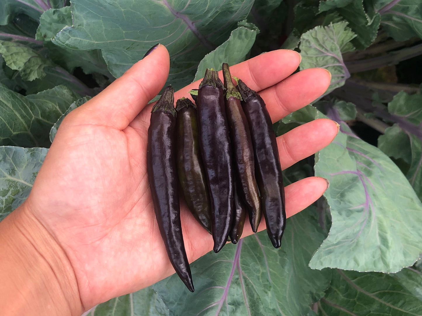 Murasaki Purple Sweet Pepper