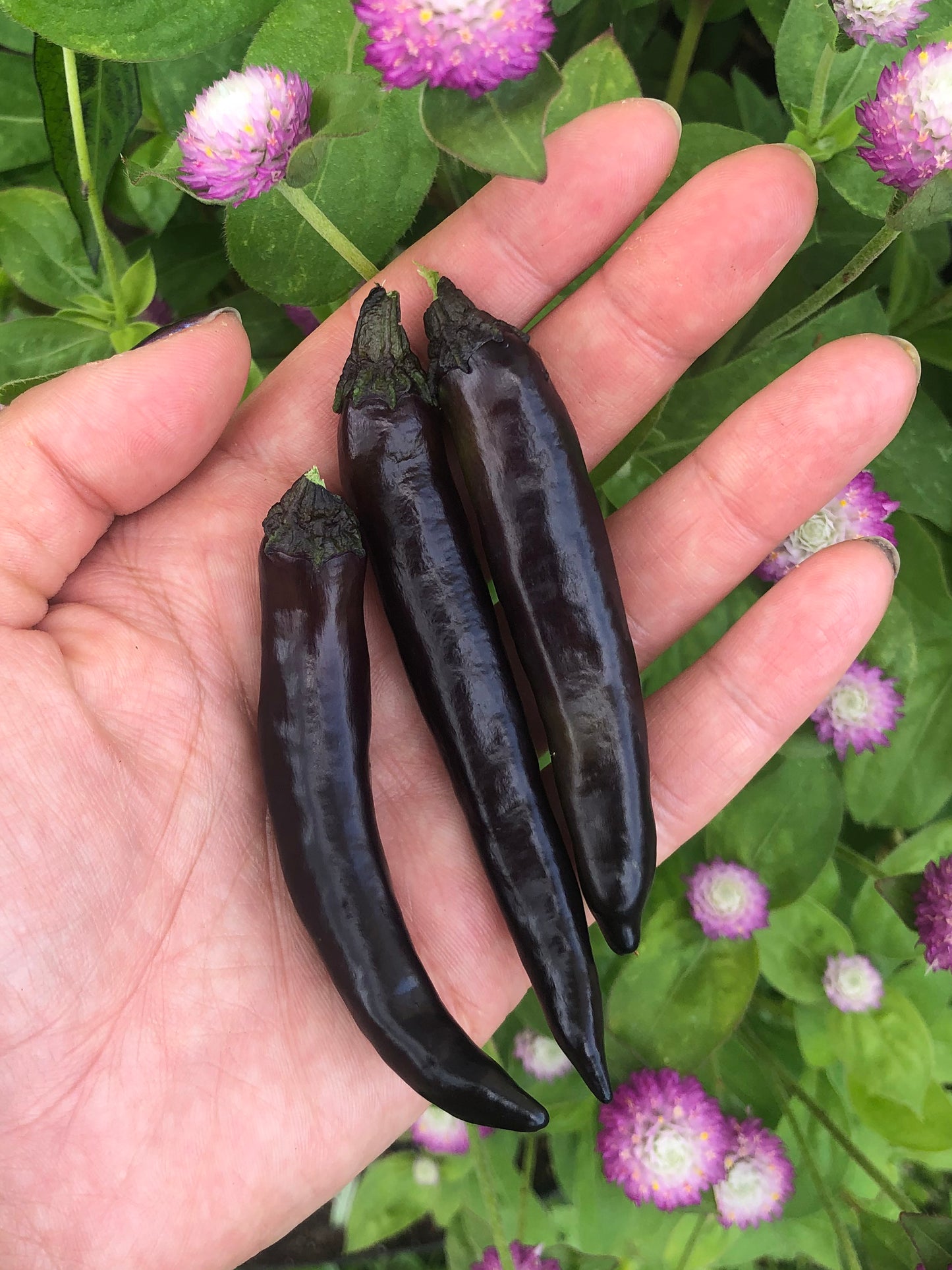 Murasaki Purple Sweet Pepper