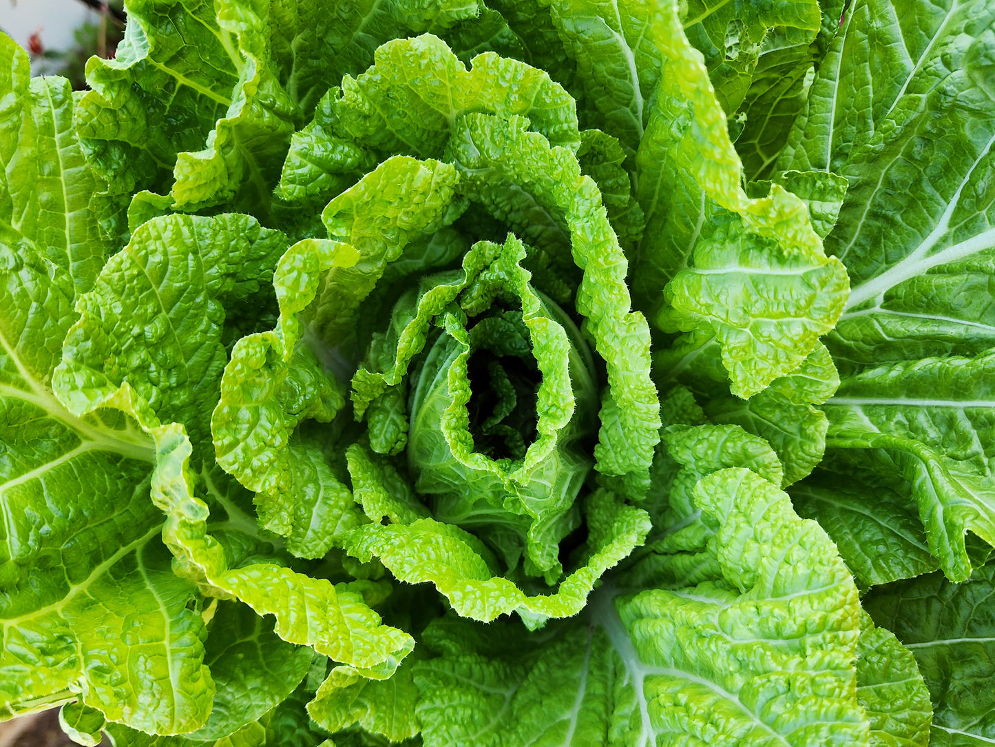 Matsushima No.2 Napa Cabbage