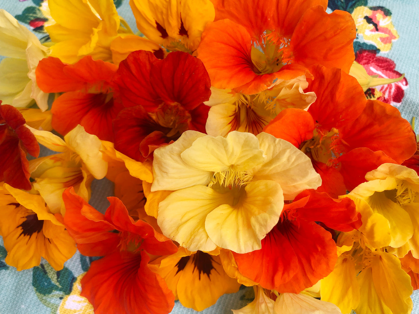 Jewel Mix Nasturtiums