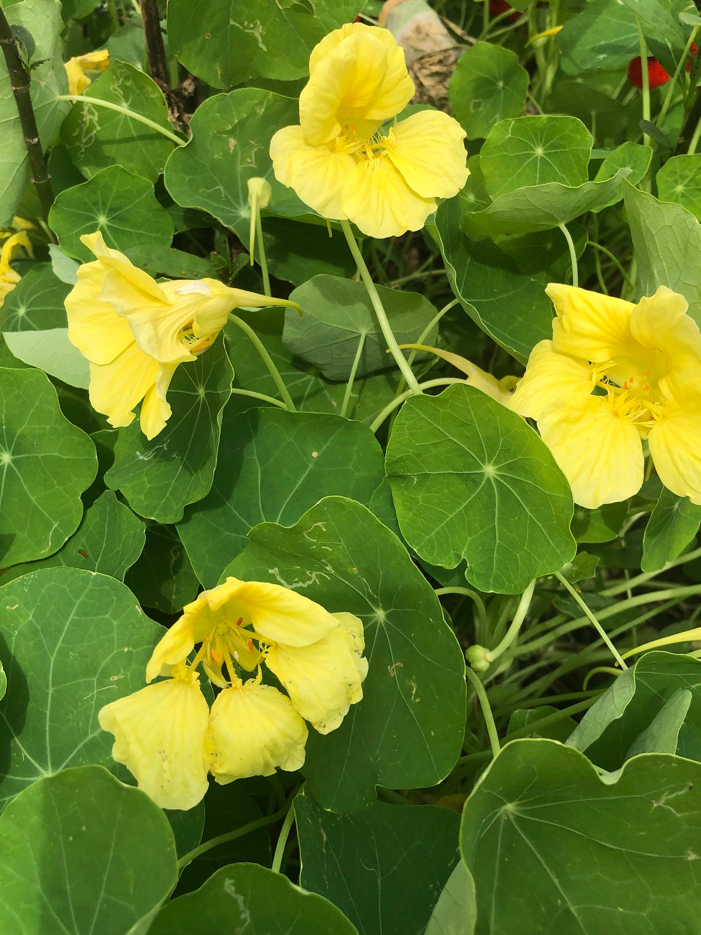 Jewel Mix Nasturtiums