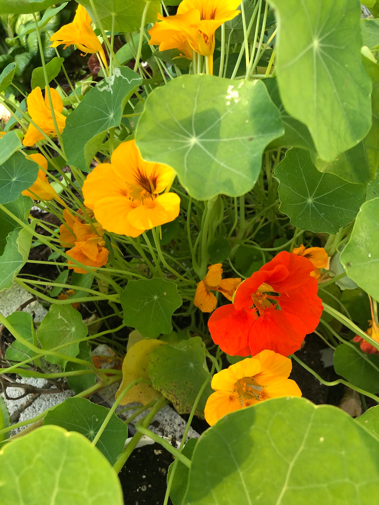 Jewel Mix Nasturtiums