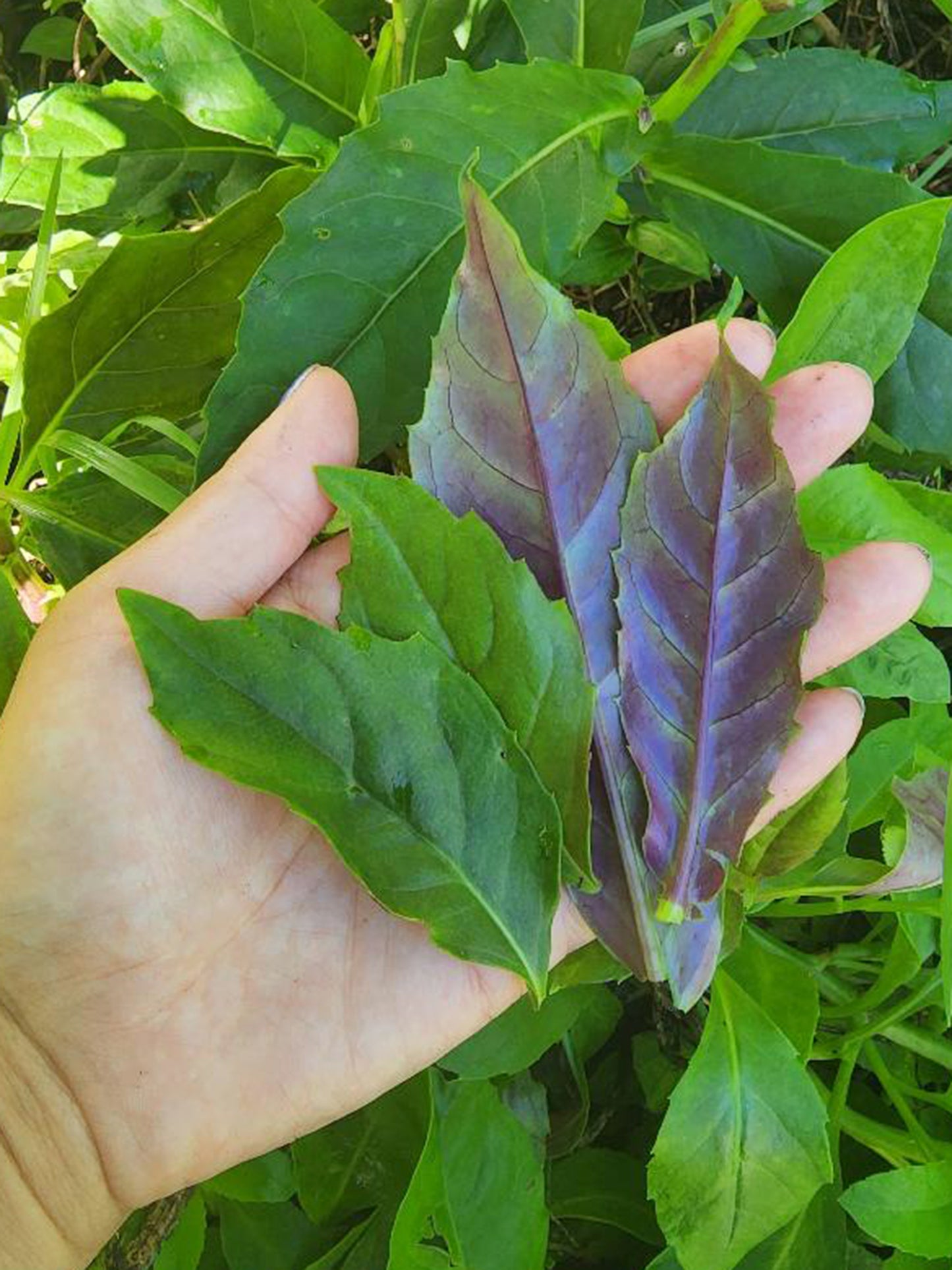 Okinawan Spinach LIVE Plant