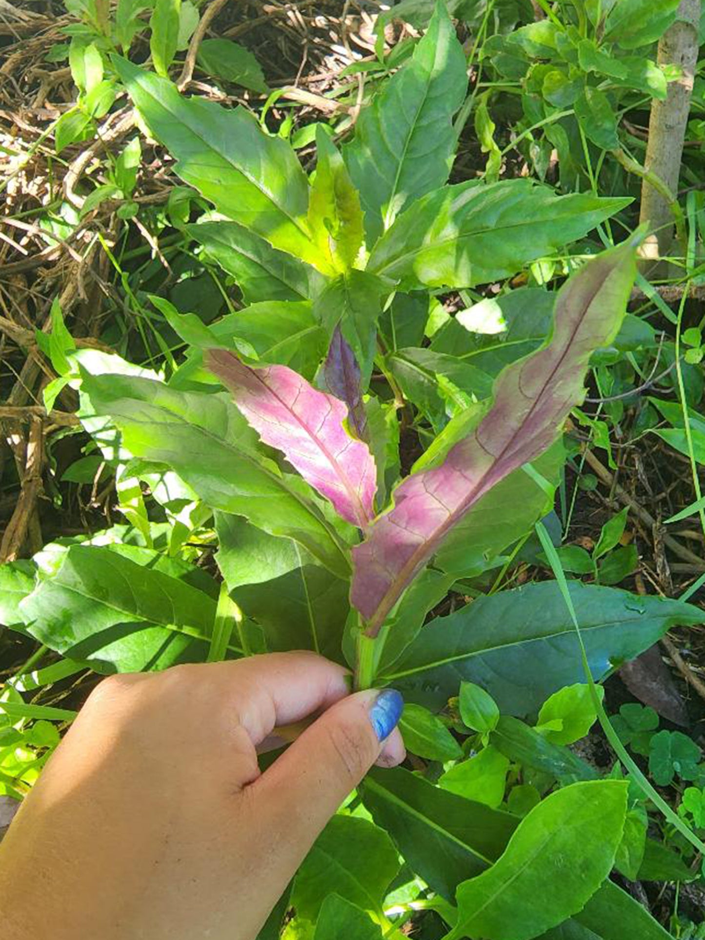 Okinawan Spinach LIVE Plant