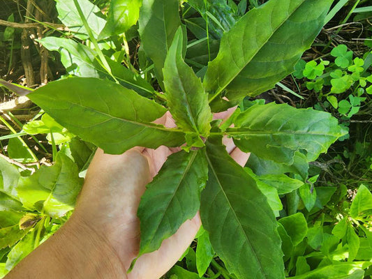 Okinawan Spinach LIVE Plant