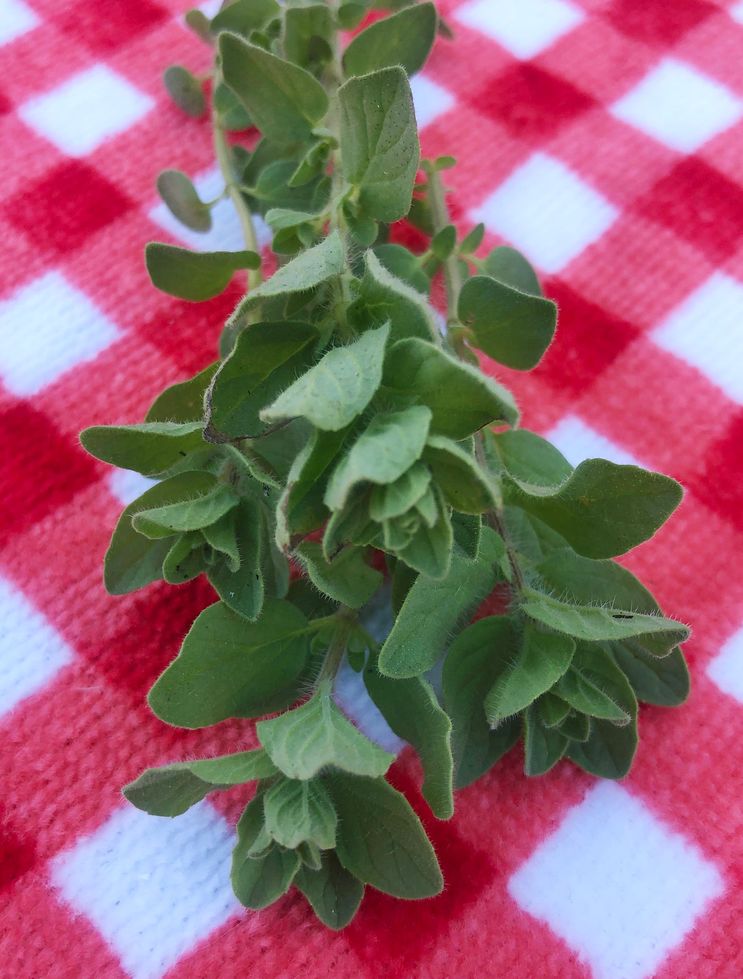 Italian Oregano