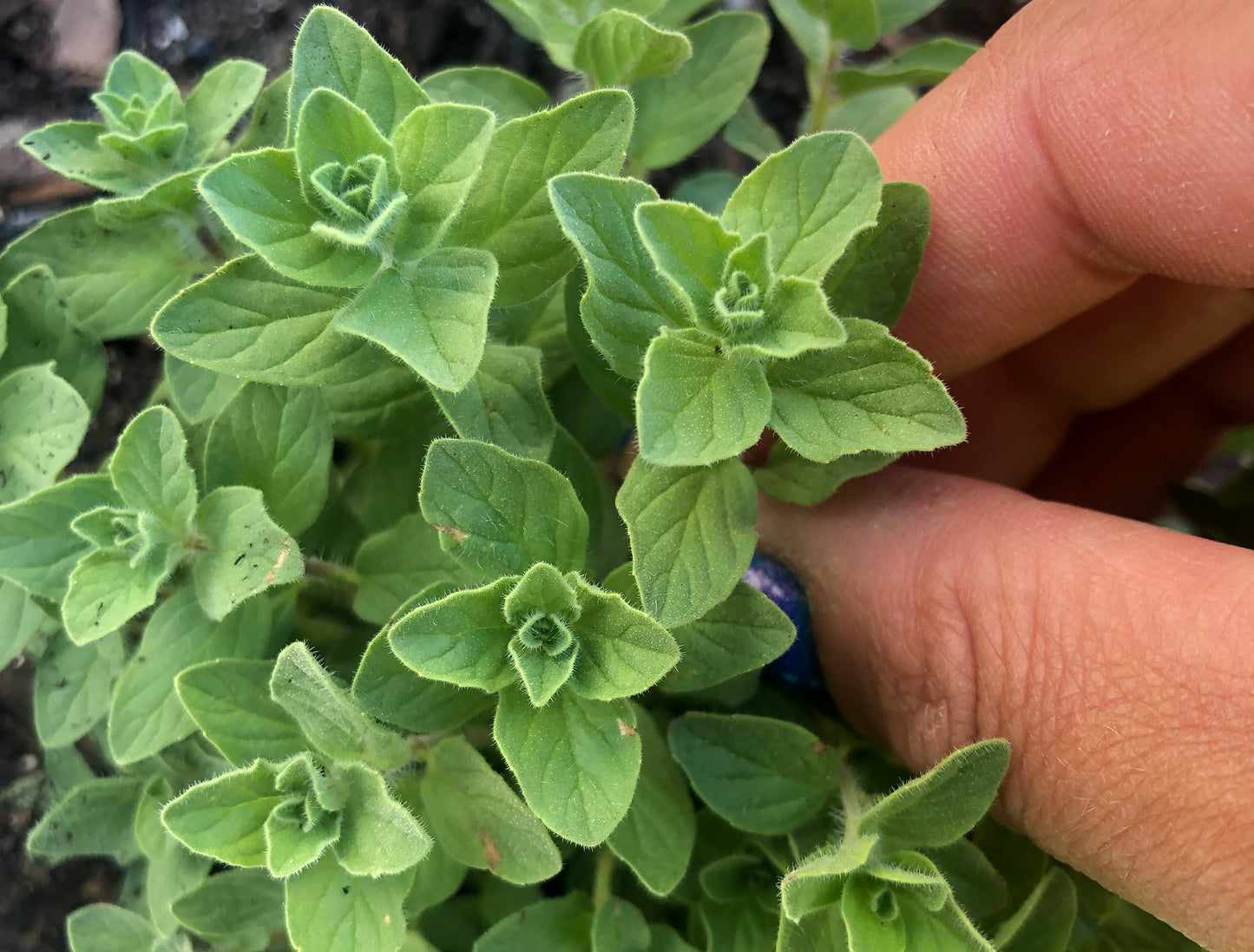 Italian Oregano