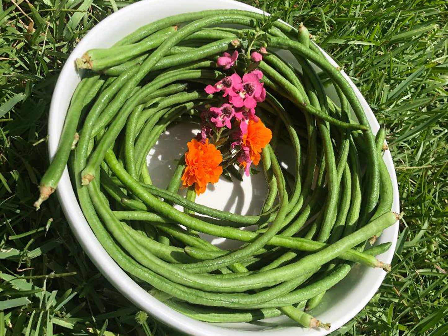 Dark Green Yard Long Beans