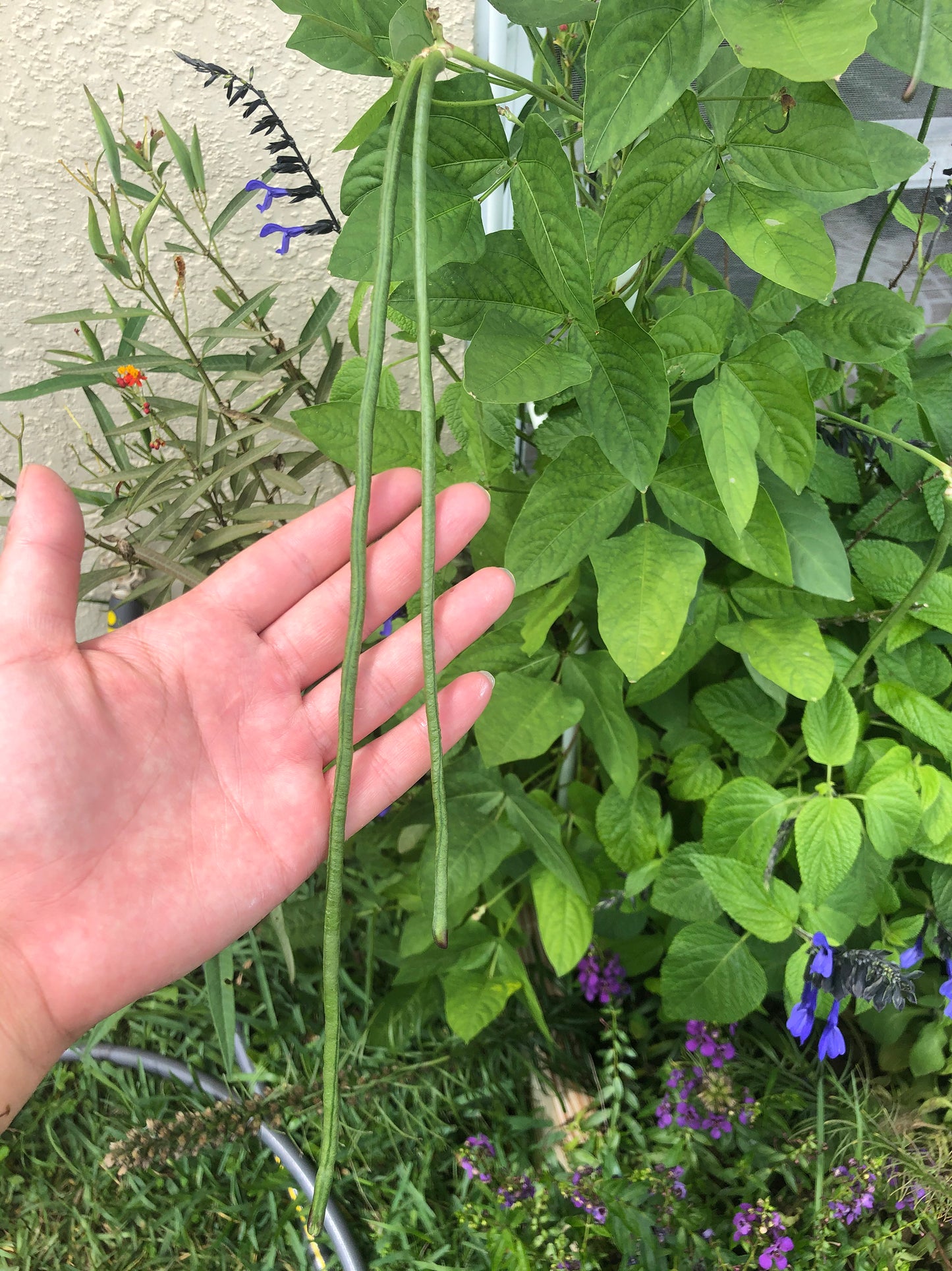 Dark Green Yard Long Beans