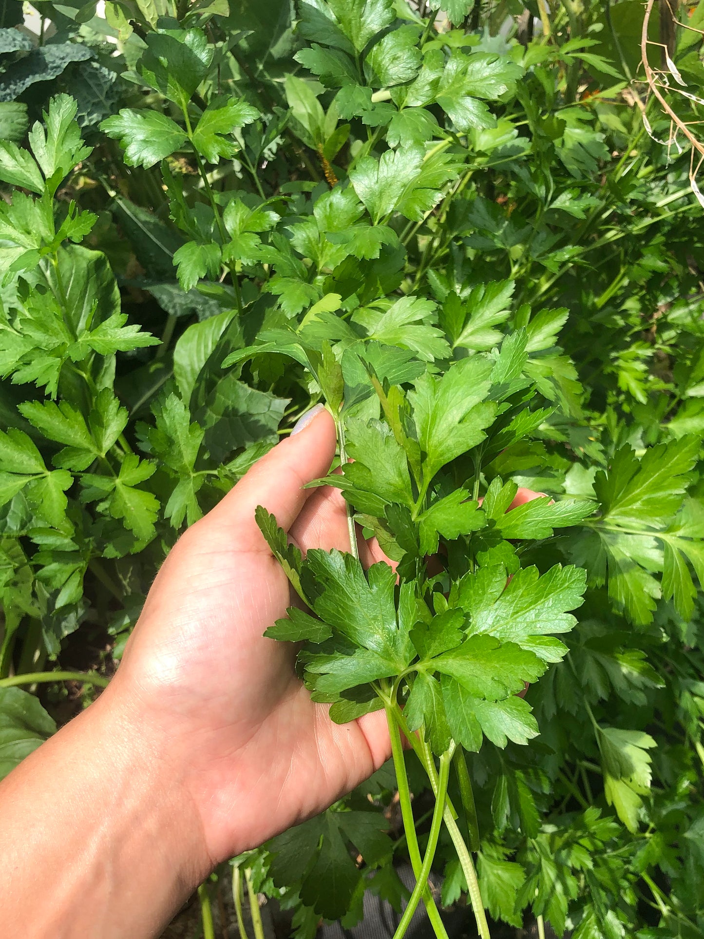 Italian Flat Leaf Parsley Herb Seeds