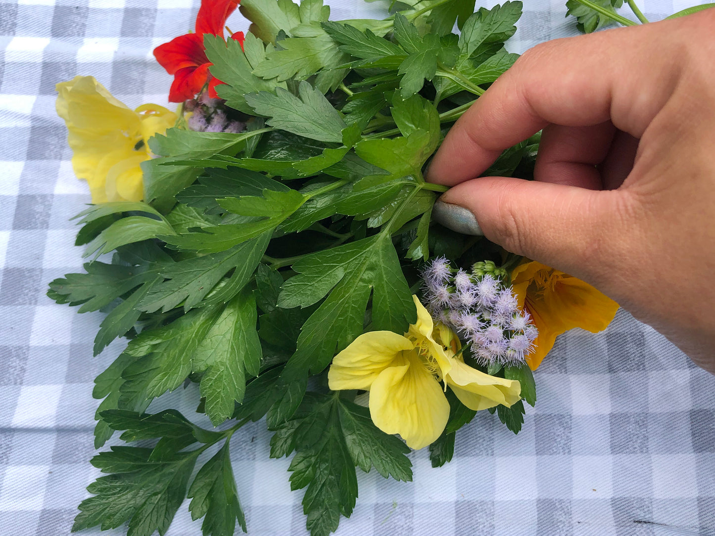 Italian Flat Leaf Parsley Herb Seeds