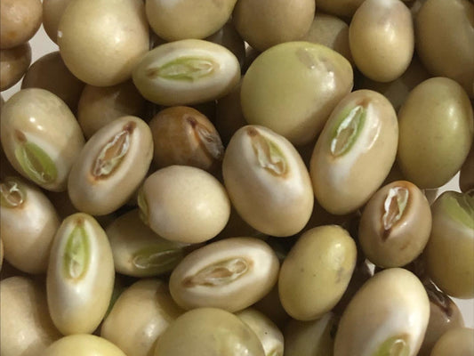 Pigeon Peas aka Guandules