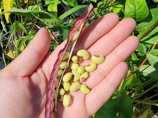 Pinkeye Purple Hull Cowpea