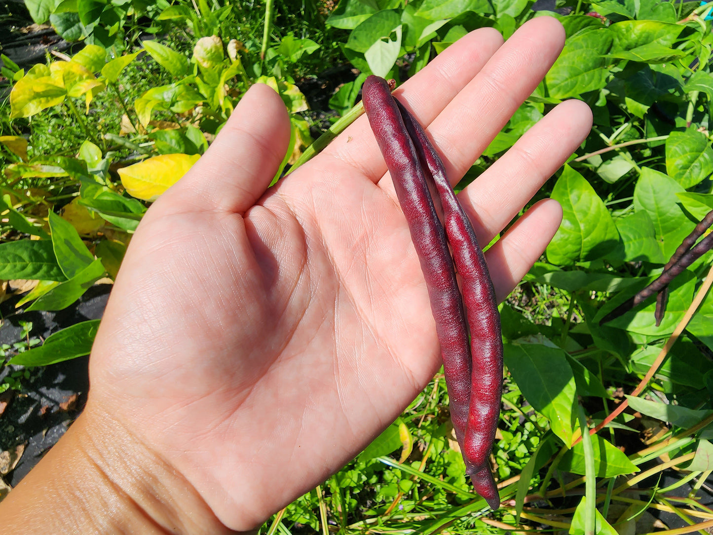 Pinkeye Purple Hull Cowpea