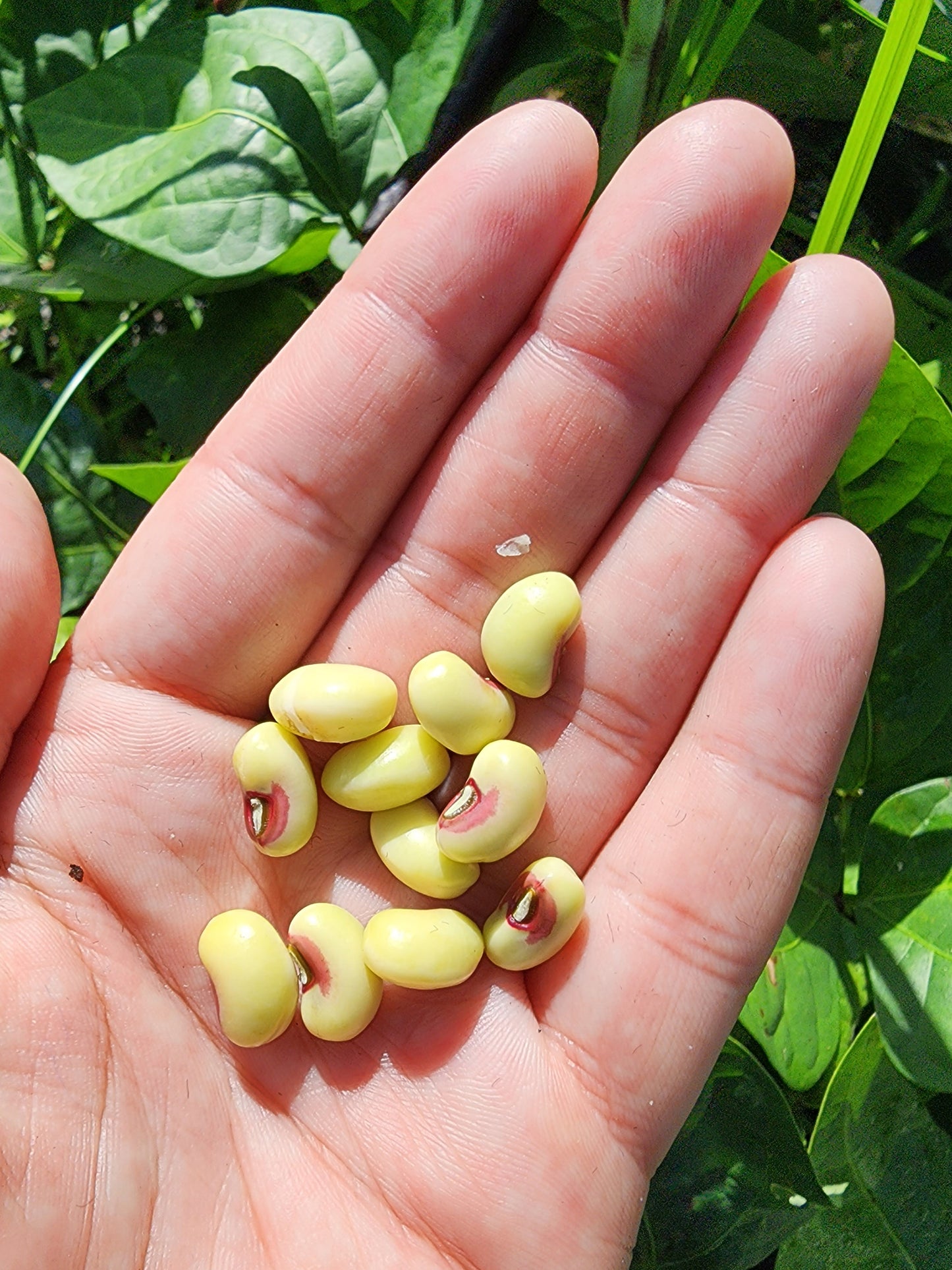 Pinkeye Purple Hull Cowpea