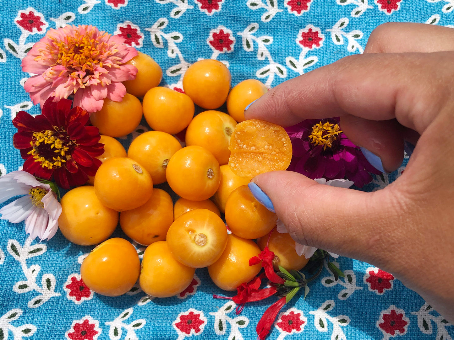 Physalis - Ground Cherry - Cape Gooseberry