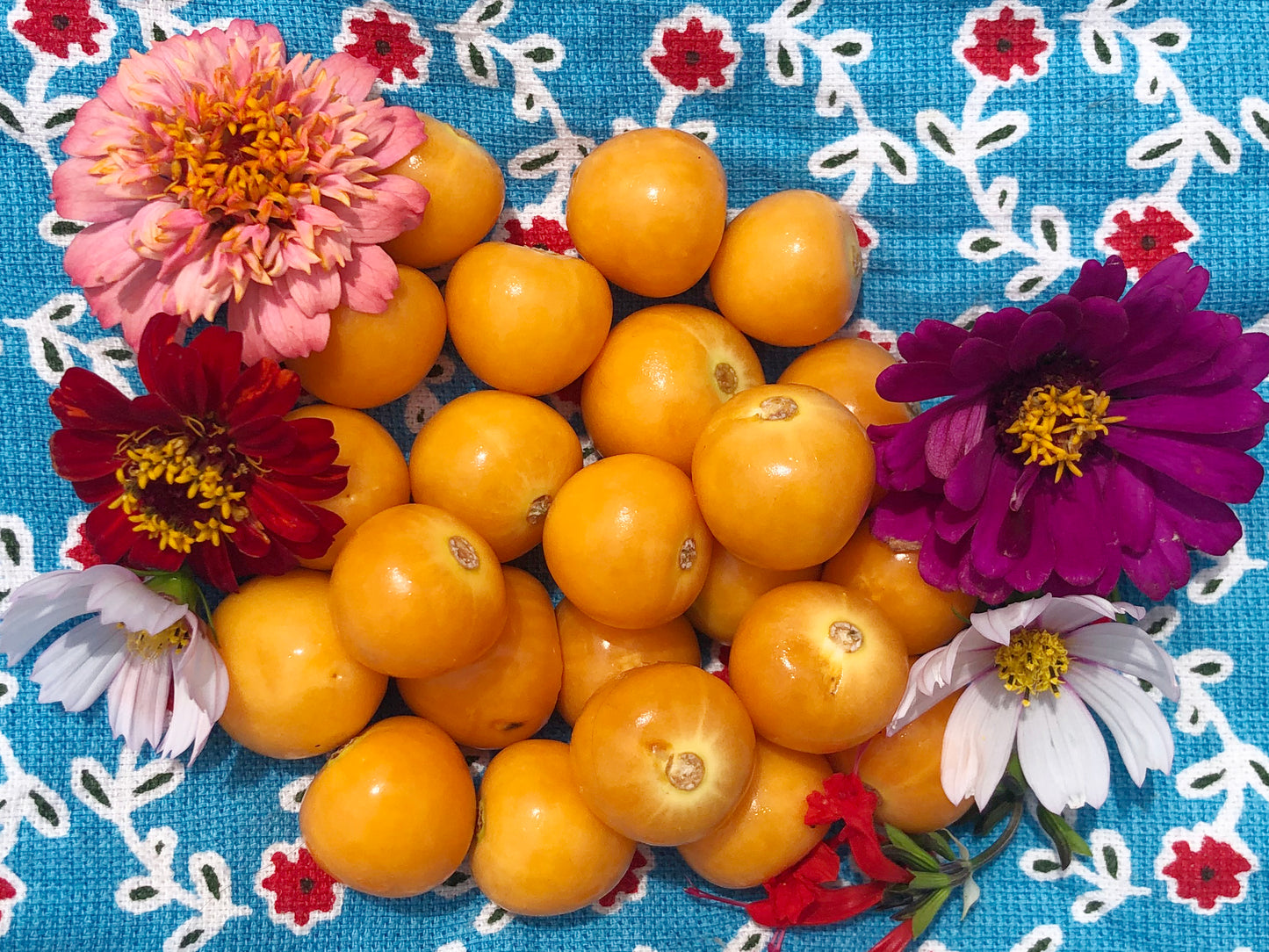 Physalis - Ground Cherry - Cape Gooseberry