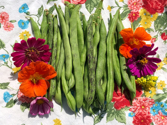 Rattlesnake Pole Bean Seeds