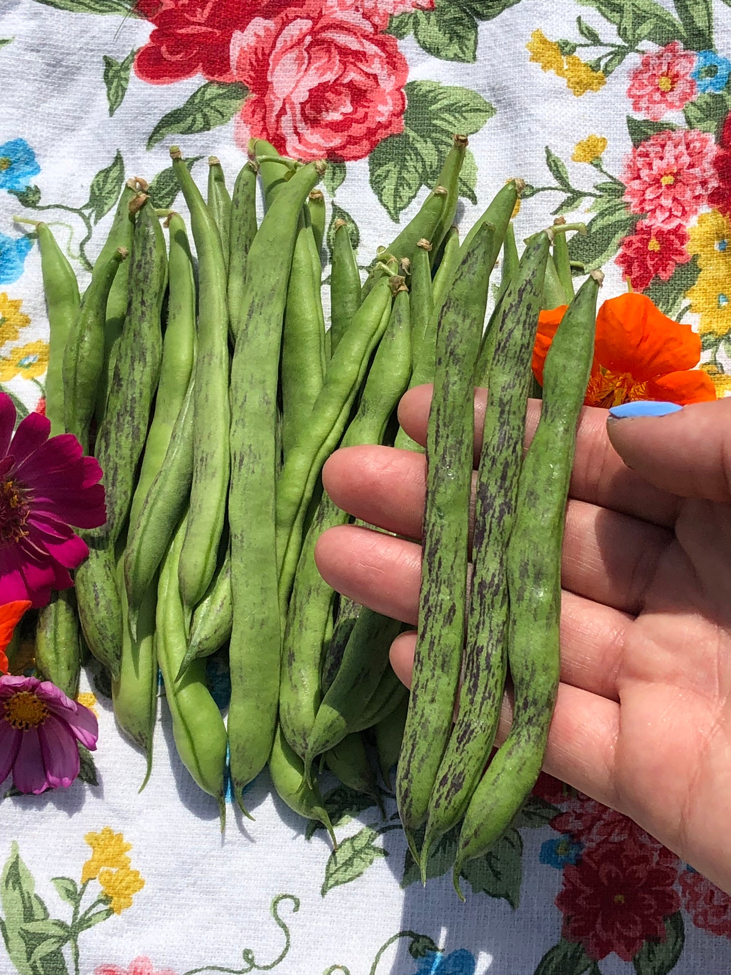 Rattlesnake Pole Bean Seeds