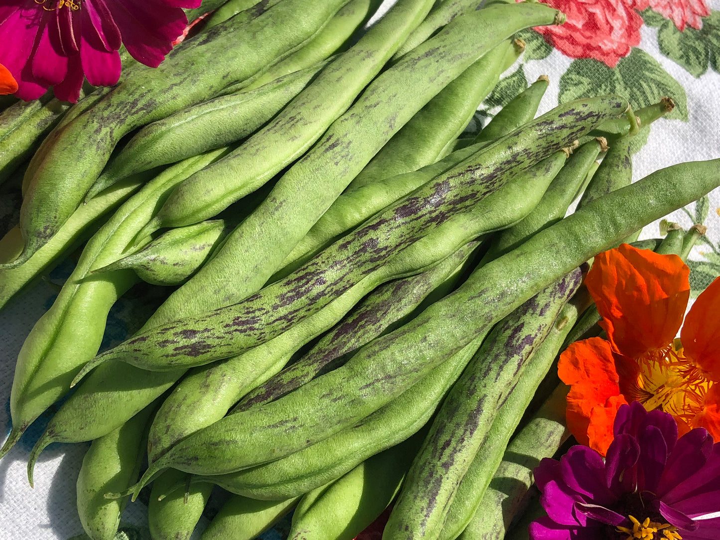 Rattlesnake Pole Bean Seeds