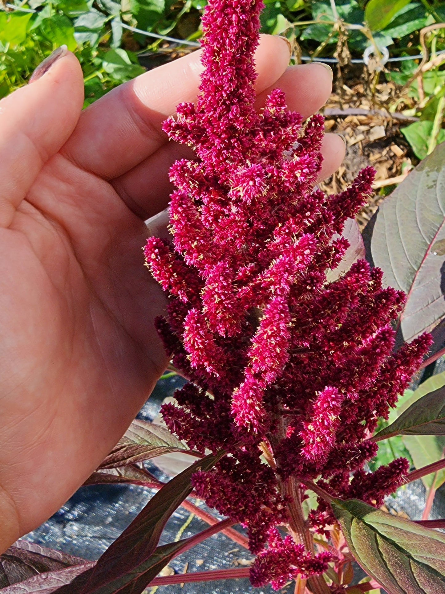 Red Garnet Amaranth Seeds