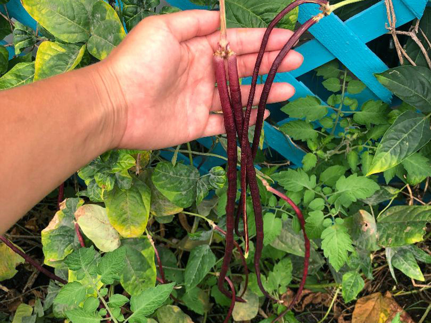 Red Noodle Yard Long Bean