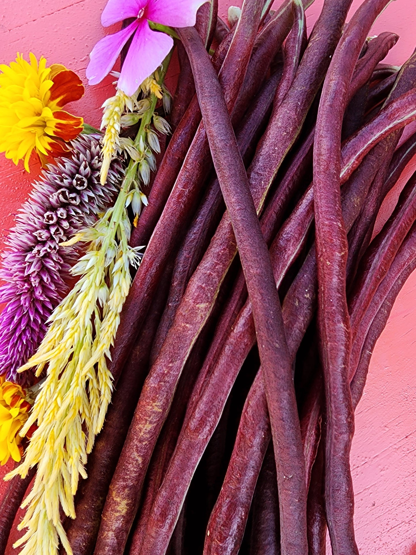 Red Noodle Yard Long Bean