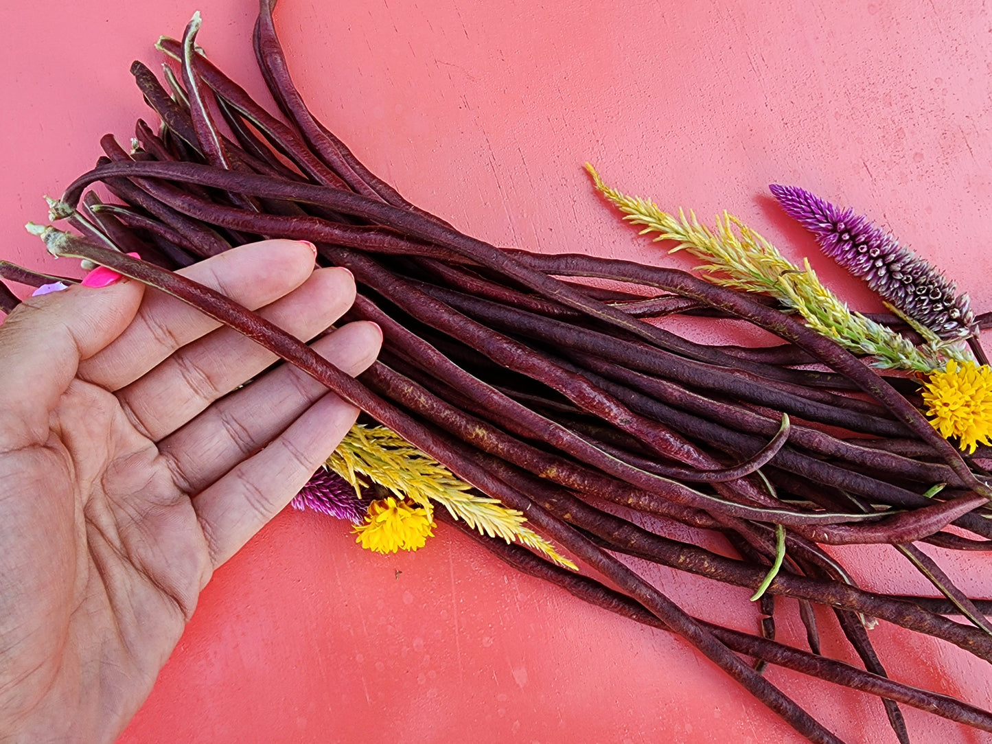 Red Noodle Yard Long Bean