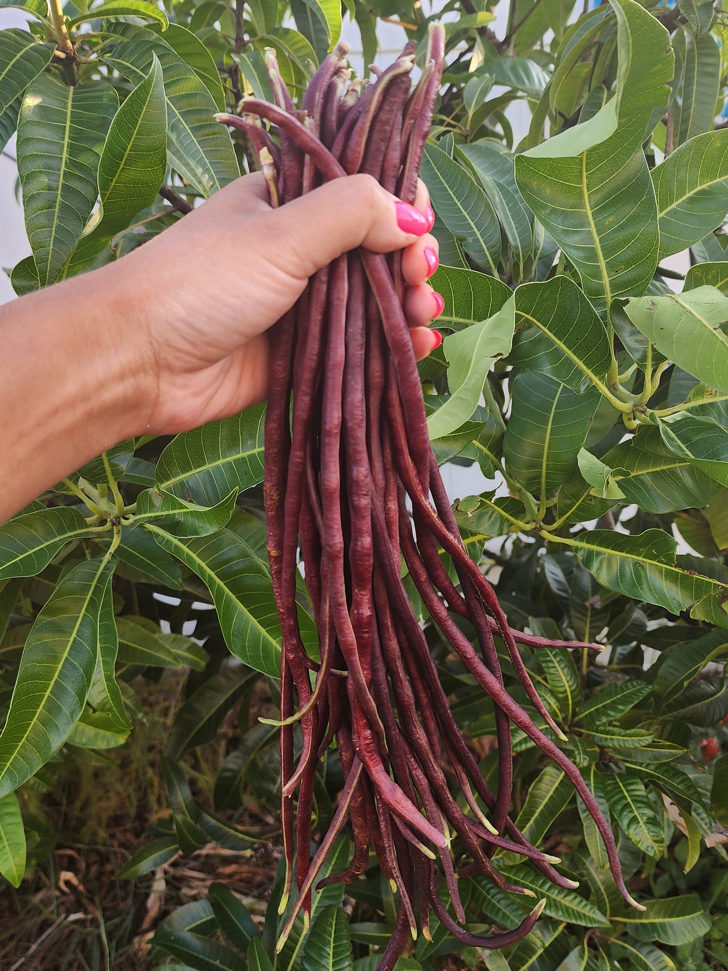 Red Noodle Yard Long Bean